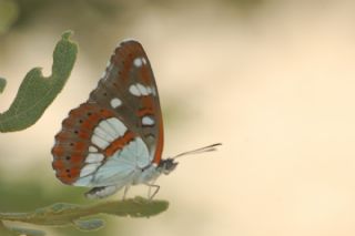 Akdeniz Hanmeli Kelebei (Limenitis reducta)