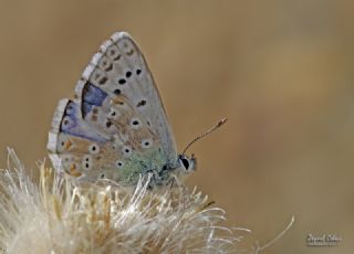 okgzl Yalanc illi Mavi (Polyommatus corydonius)