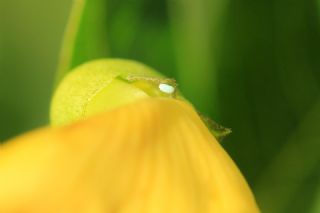 Byk Zmrt (Callophrys herculeana)