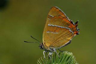 okgzl Turkuvaz Mavisi (Polyommatus dorylas)
