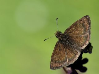 Pasl Zpzp (Erynnis tages)